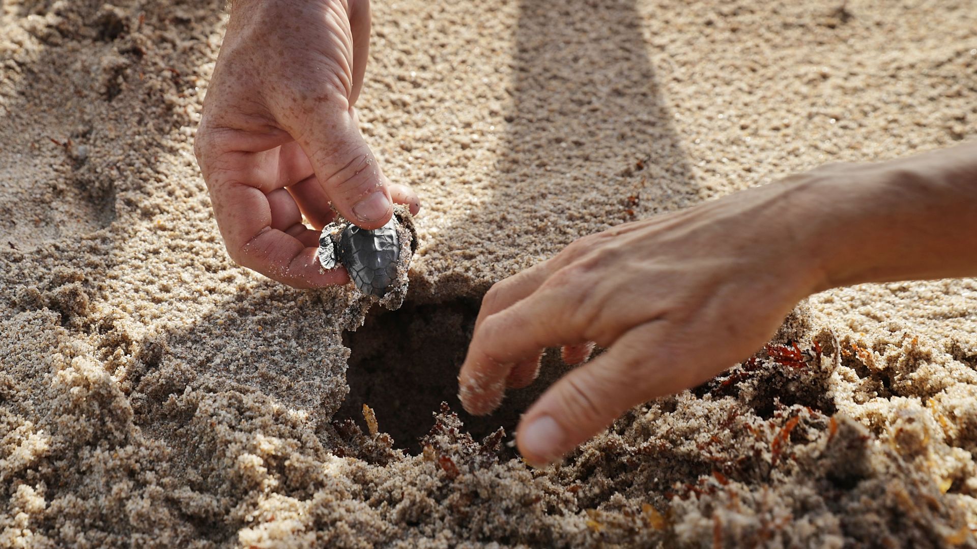 Костенурка с две глави се е излюпила в Малайзия но
