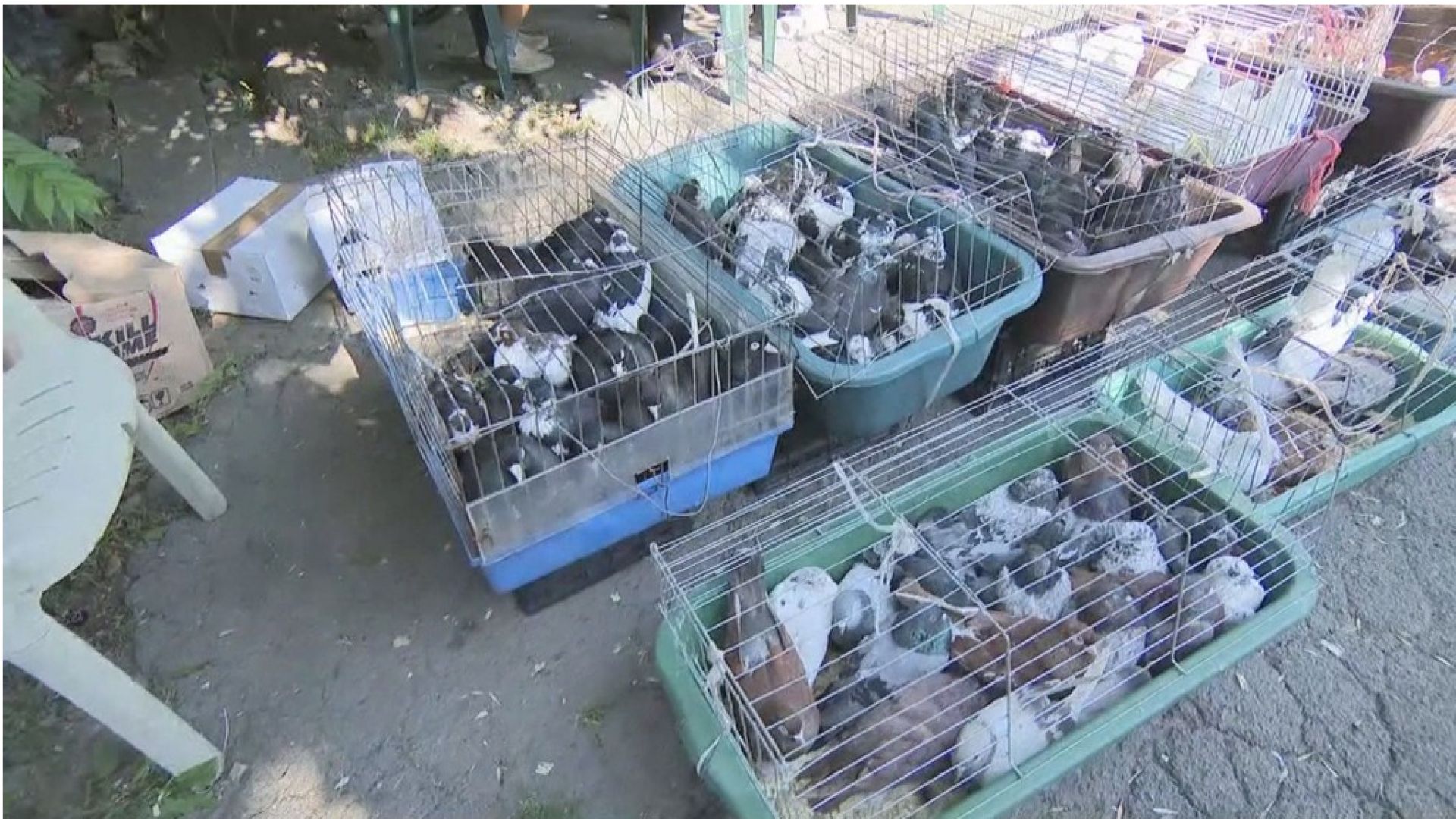 Огнищата на африканска чума по свинете у нас нарастват Това