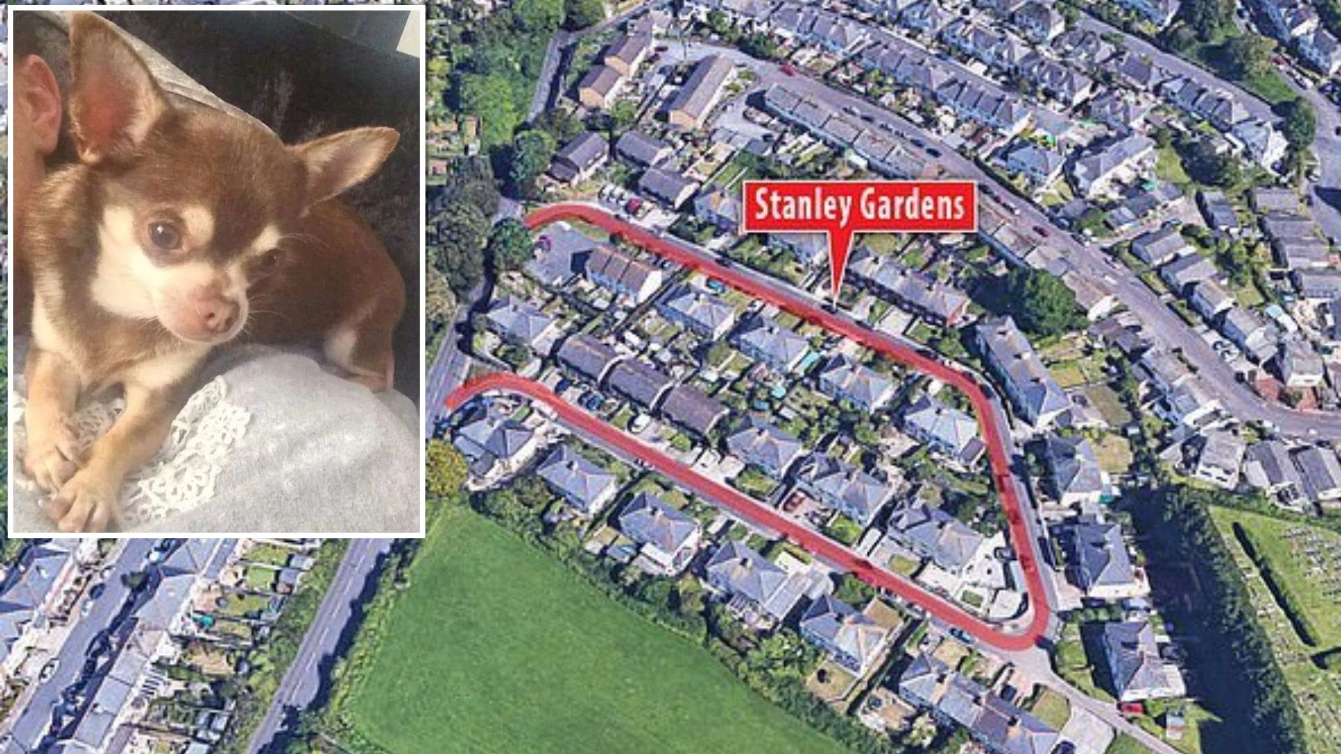 Нахална чайка задигна от задeн двор малко кученце чихуахуа пред