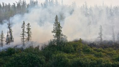 Повече от 100 години ще трябват на сибирските гори, за да се възстановят