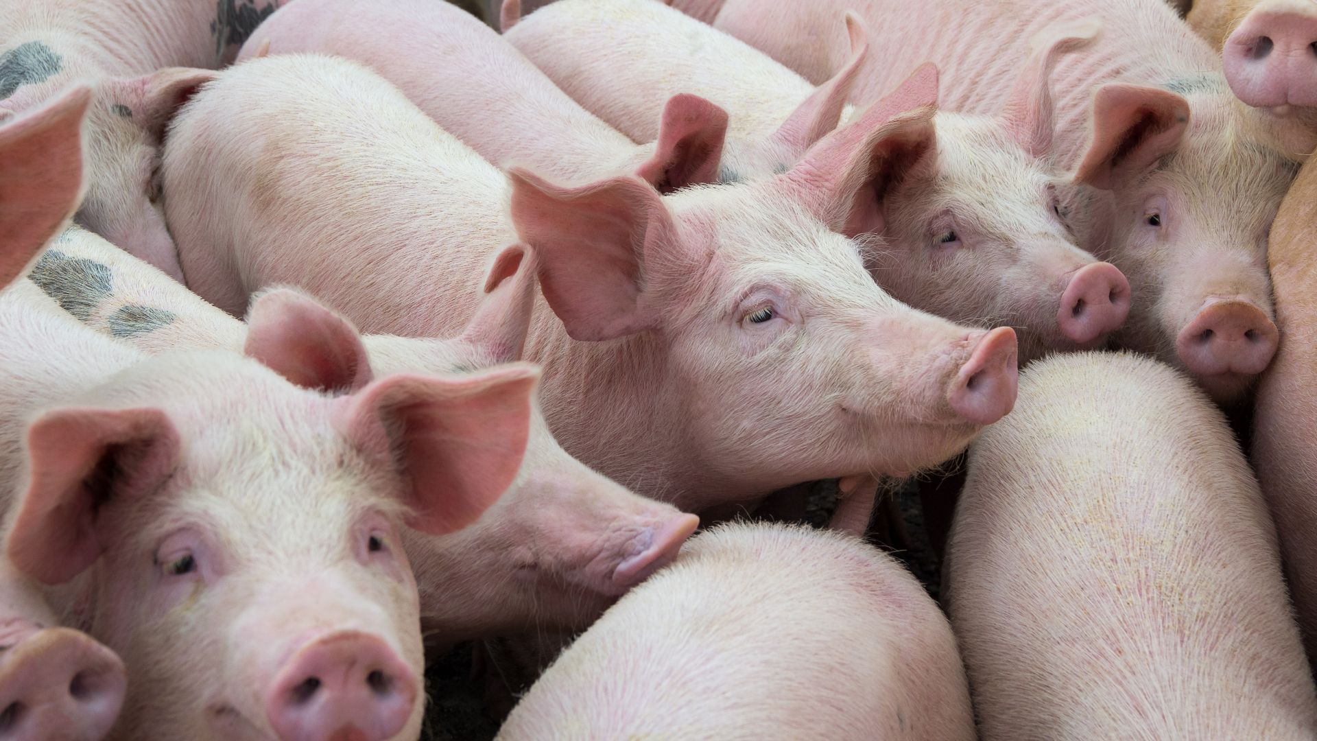 Ново огнище на чума по свинете е открито късно снощи