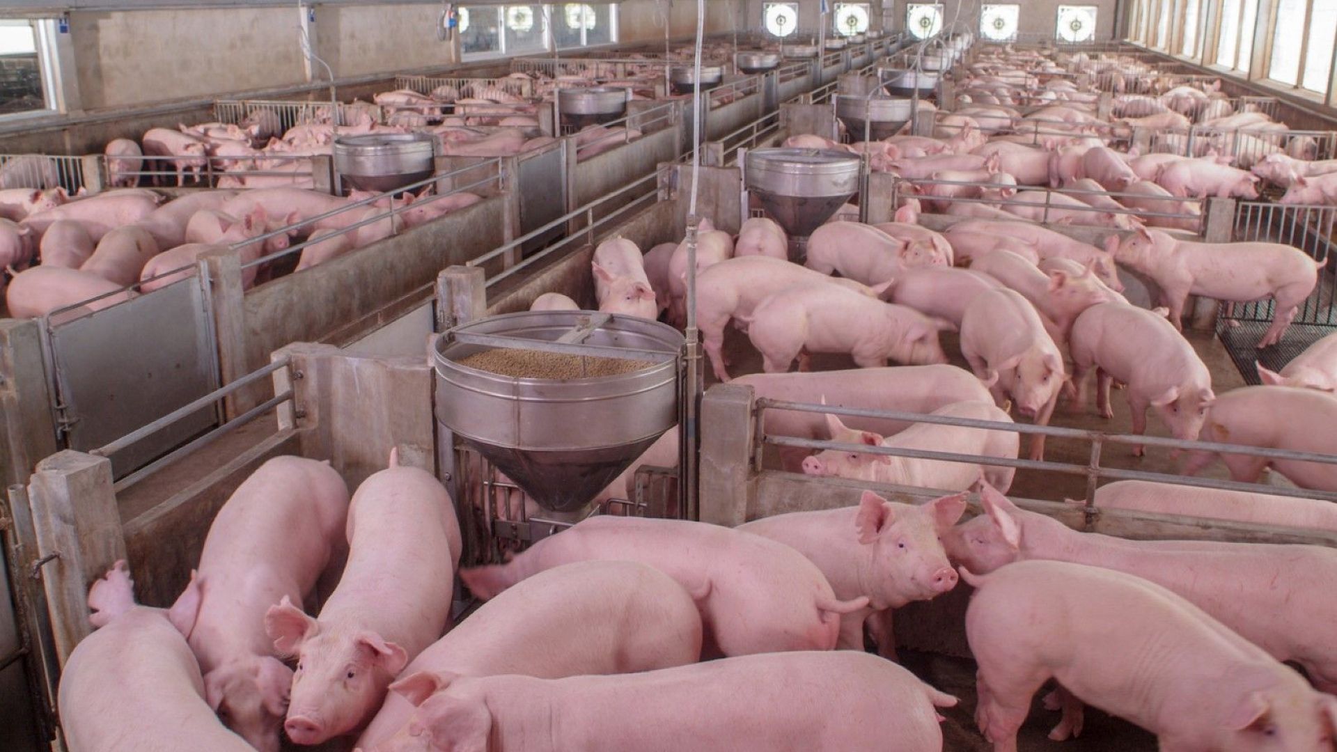 Разпространението на африканската чума по свинете е заради немарливост и