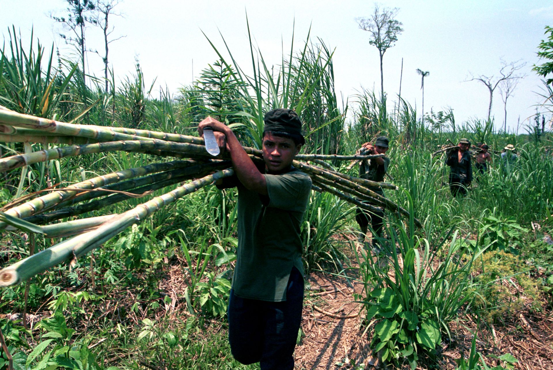 Страны выращивающие сахарный тростник