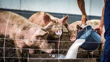 Дирекцията по храните в Ловеч призова стопаните да колят животните си