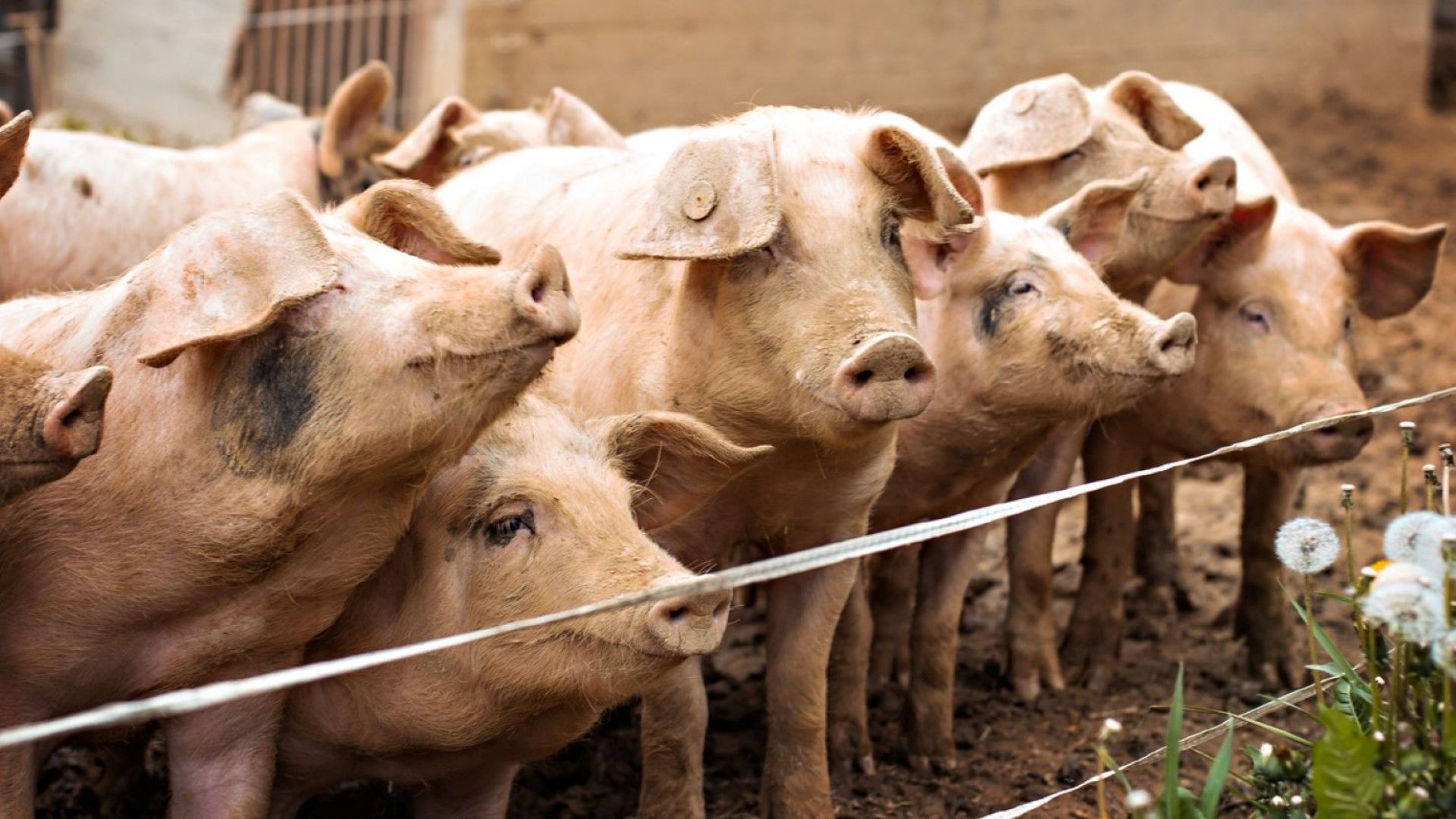 Основната опасност за разпространение на Африканската чума по свинете са
