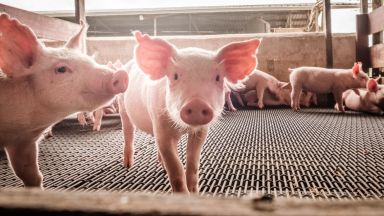 Трета индустриална ферма е засегната от Африканска чума по свинете 
