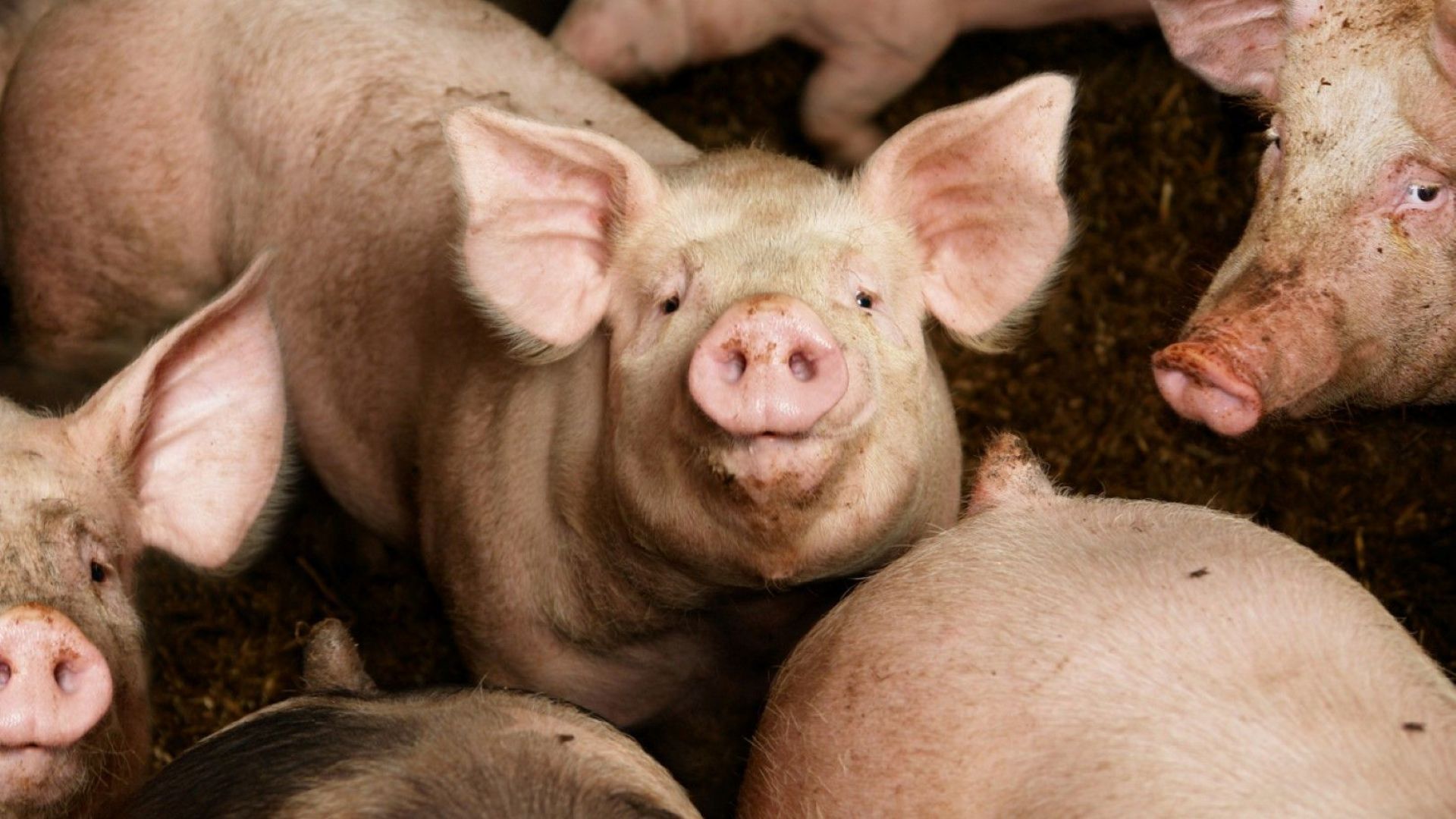 Няма засегнат от африканската чума четвърти голям свинекомплекс в Русенско