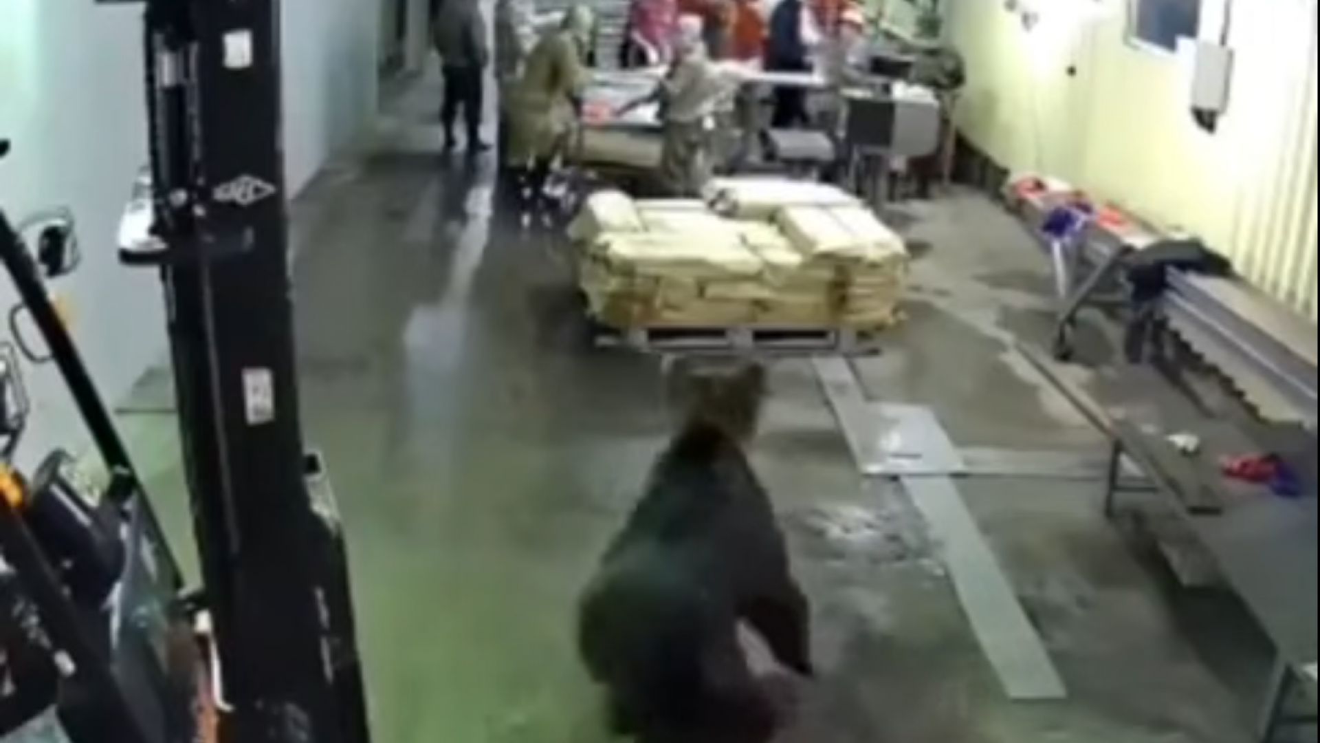 Мечка влезе в рибно преработвателен завод в руския град Оха Сахалинска