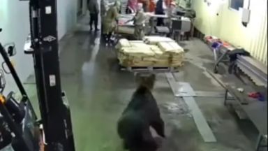 Мечка нахлу в цех на рибен завод в Русия (видео)