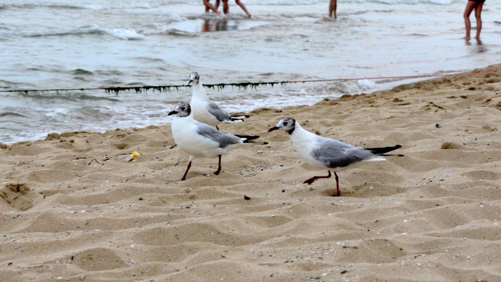 Над десет са опасните плажове по българското Черноморие на които