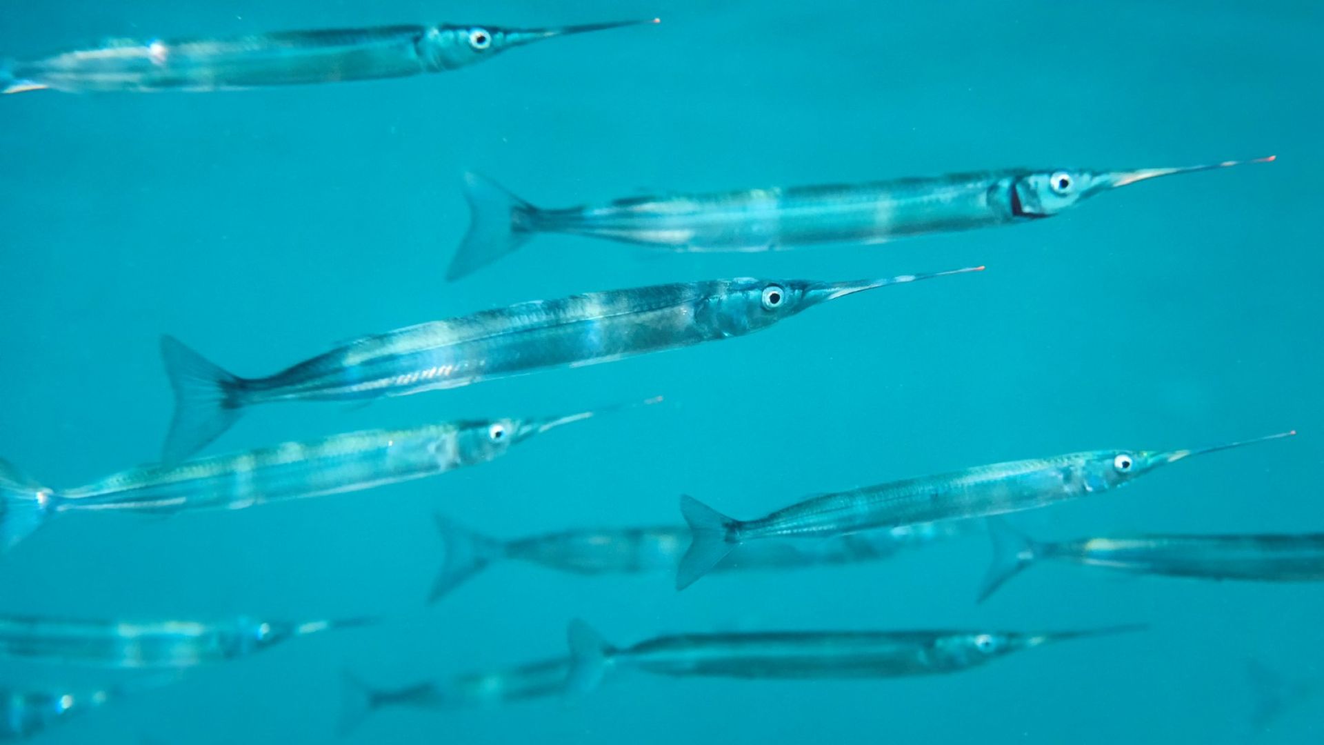 Учени черпят вдъхновение от люспите на рибите за по-бързи самолети