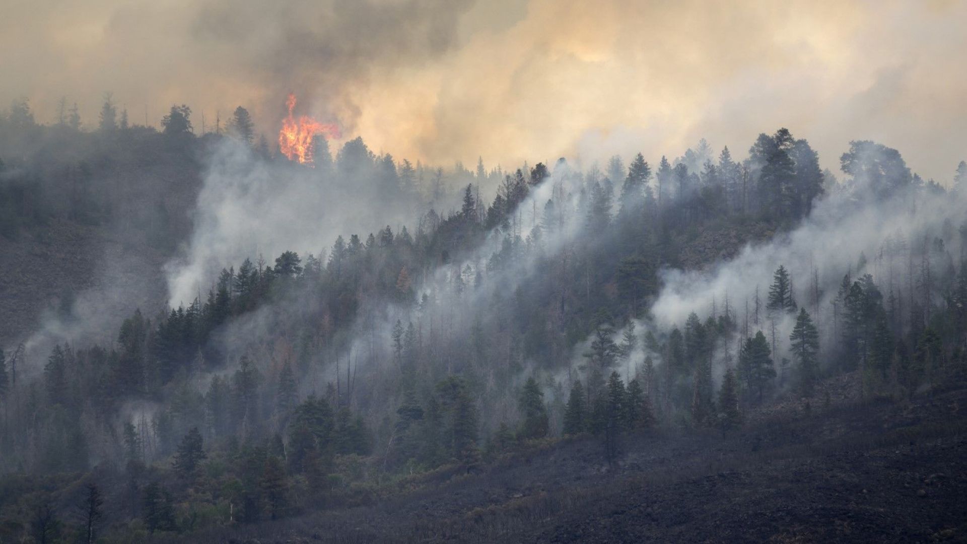 Над половин милион руснаци поискаха от руските власти да направят