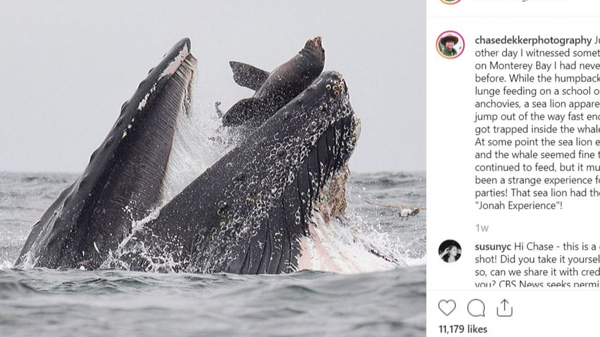 Рядка снимка на морски лъв в устатата на кит стана сензация в  интернет