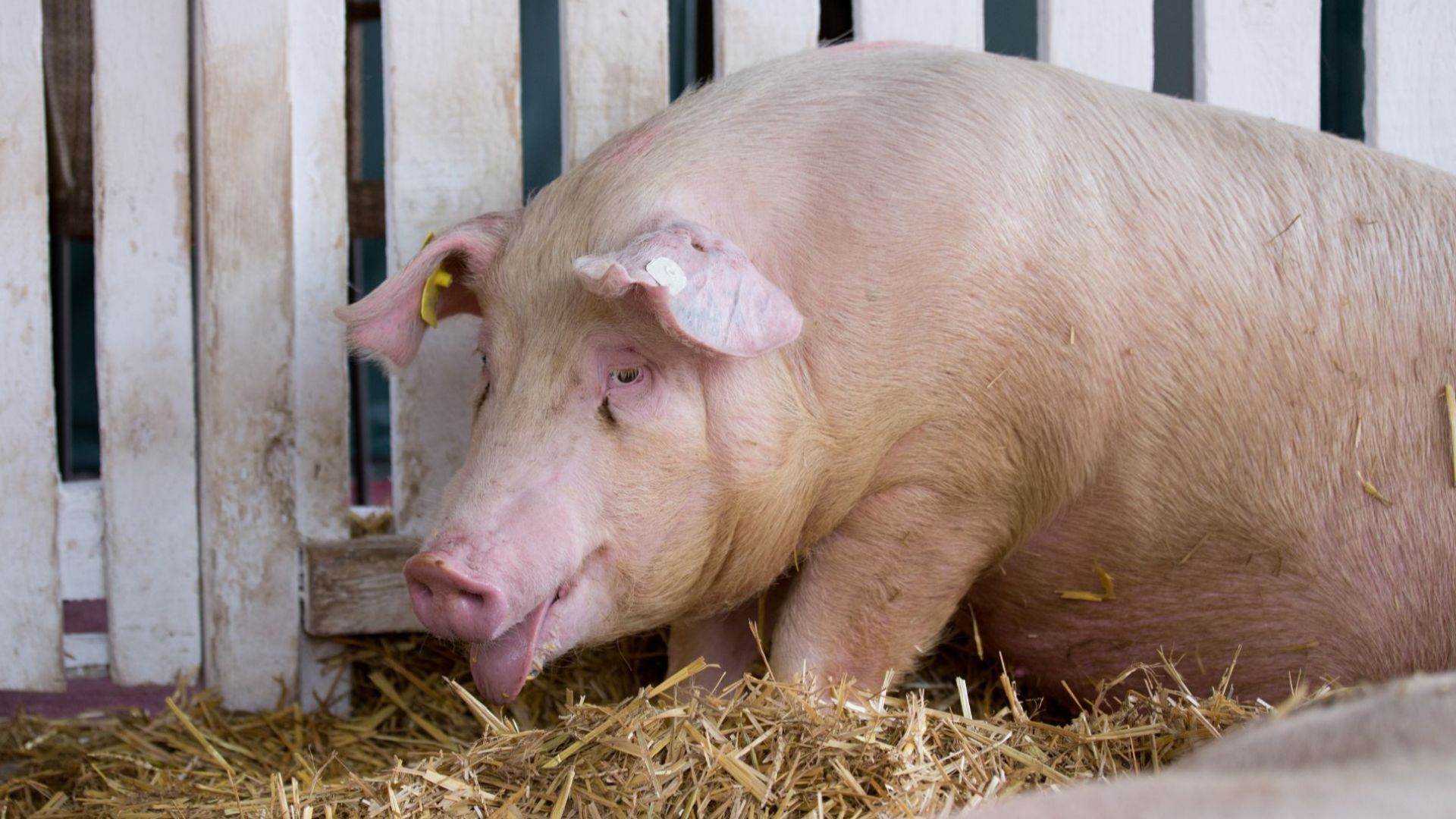 Днес изтича срокът в който стопаните от Южна България трябва