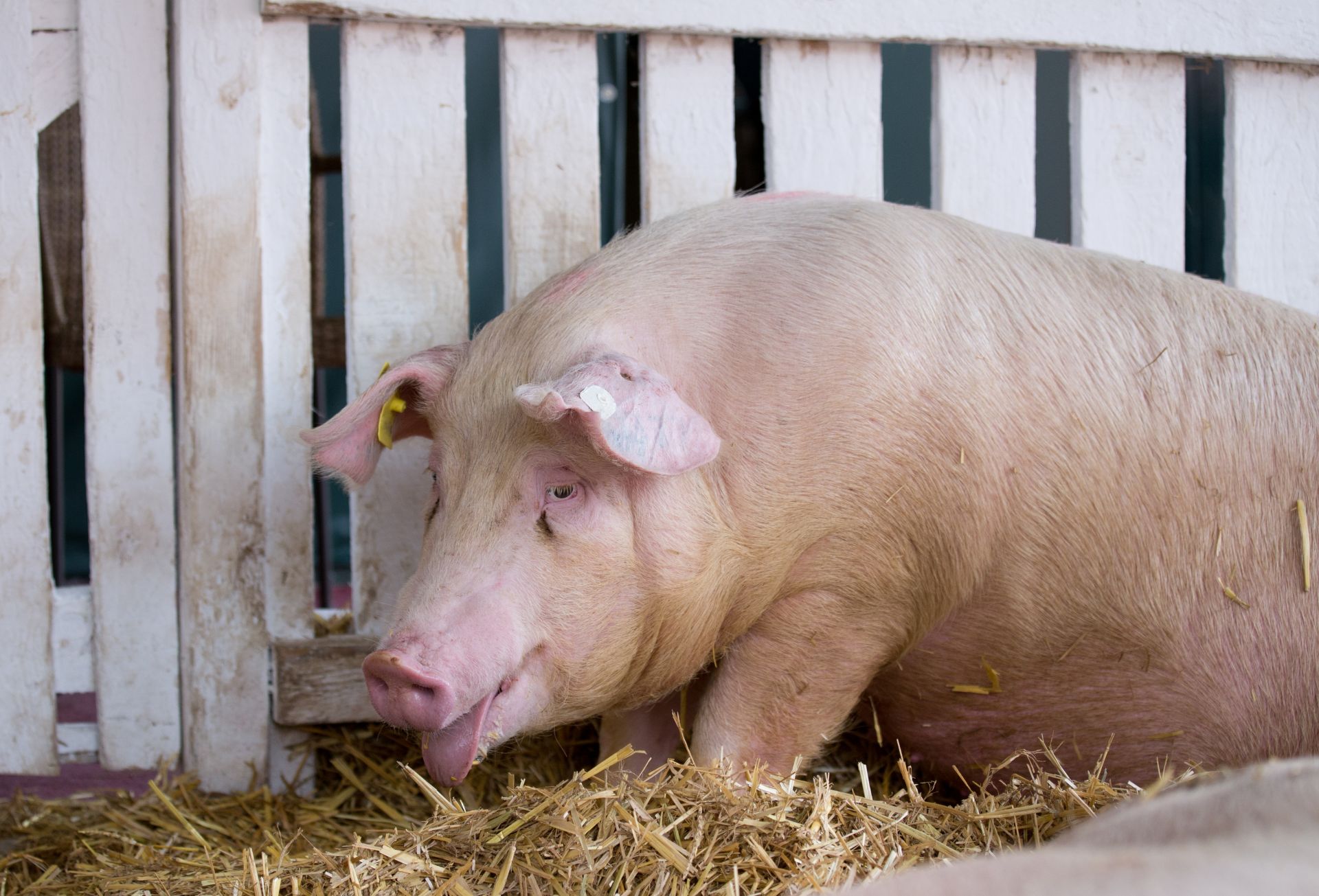 Нови случаи на Африканска чума по свинете се появиха в 3 области през последните дни - Благоевград, Кърджали и Ловеч