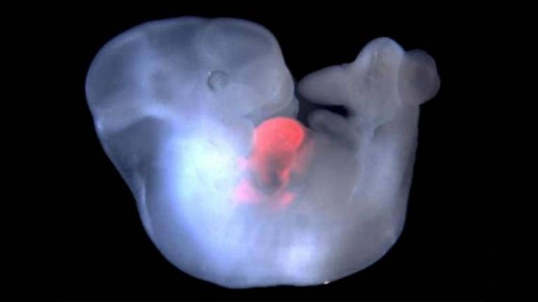 За пръв път изследваха човешки ембрион в ранен стадий