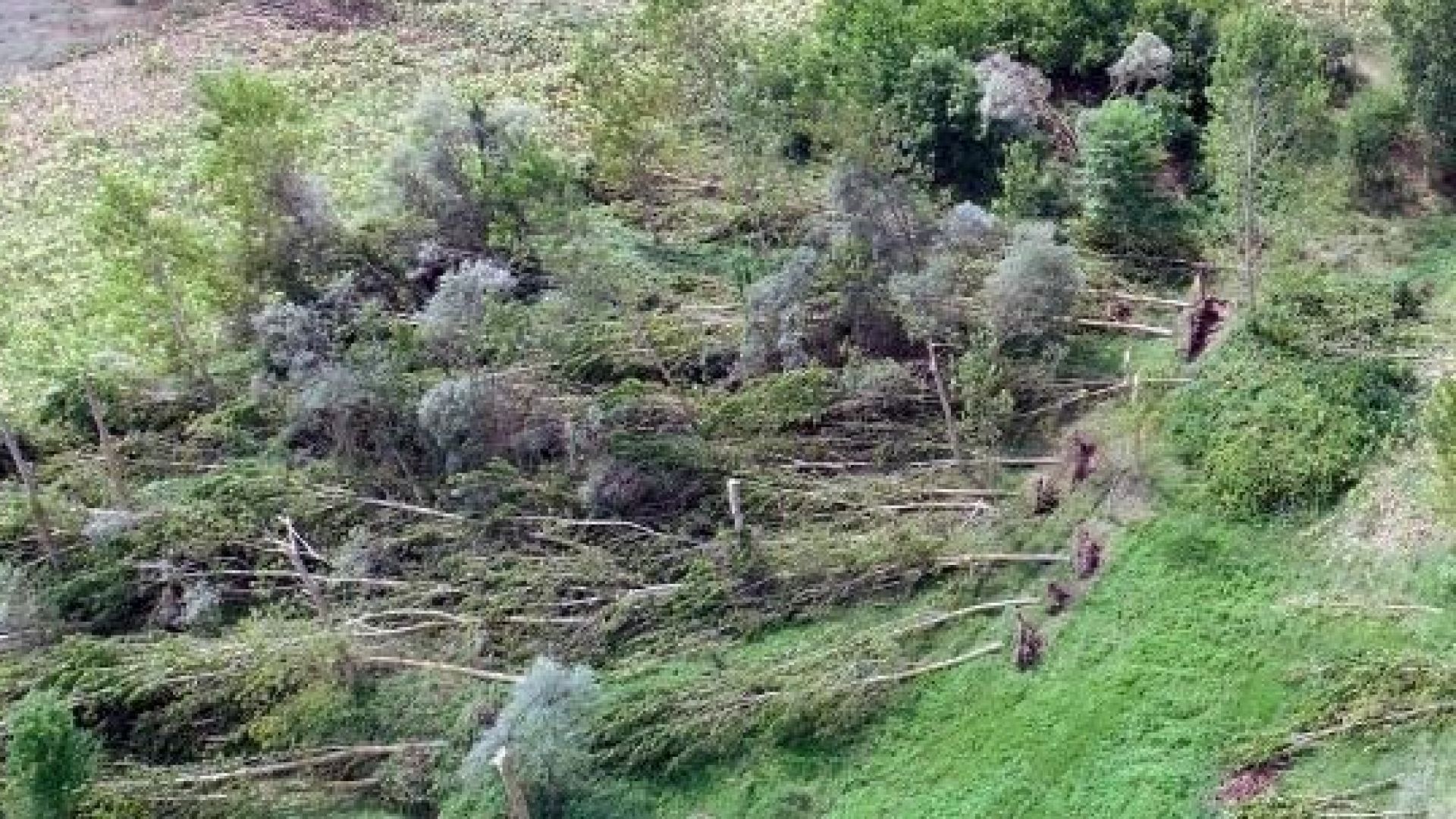 Торнадо край границата с България изкорени множество дървета в Турция