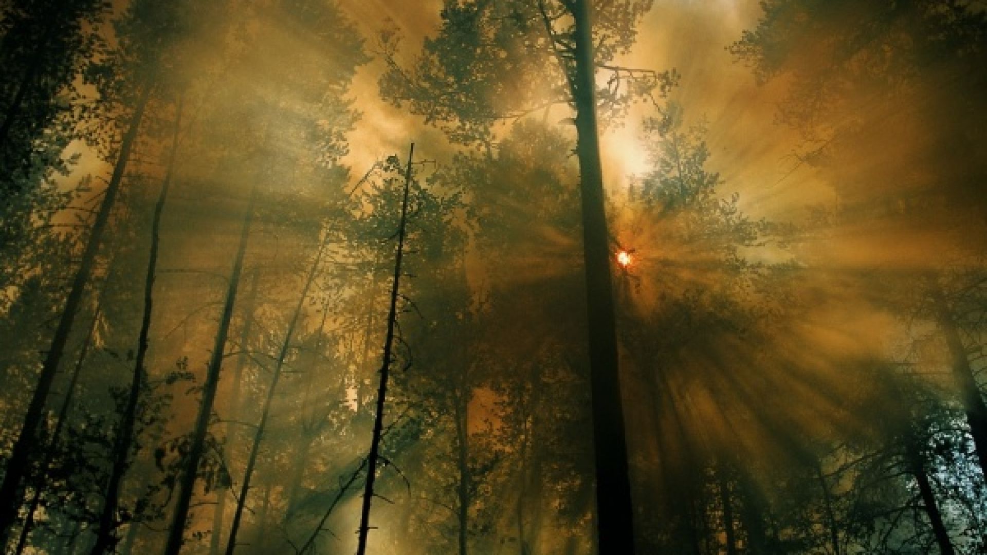 Сибирските горски пожари ще усилят глобалното затопляне