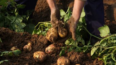 ДФ "Земеделие" подкани със SMS производителите на картофи, лук и чесън да докажат какво са продали