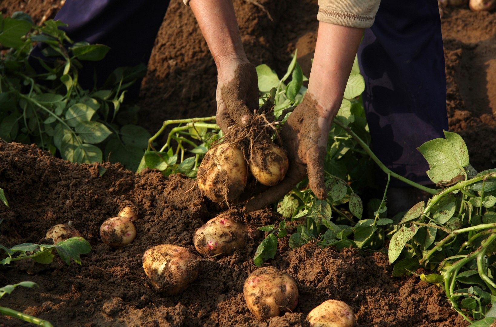 Между 3 и 4 милиона тона картофи не са преработени в Белгия, Нидерландия, Германия и Франция заради кризата