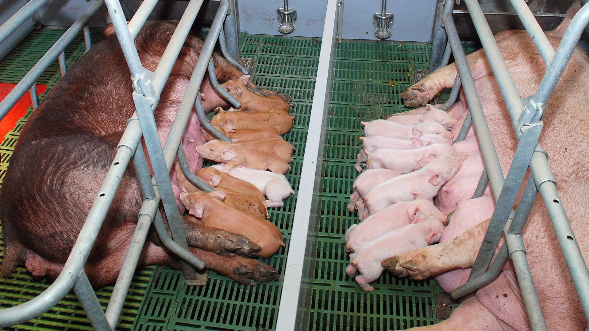 Протест срещу избиването на домашни прасета заради африканската чума по