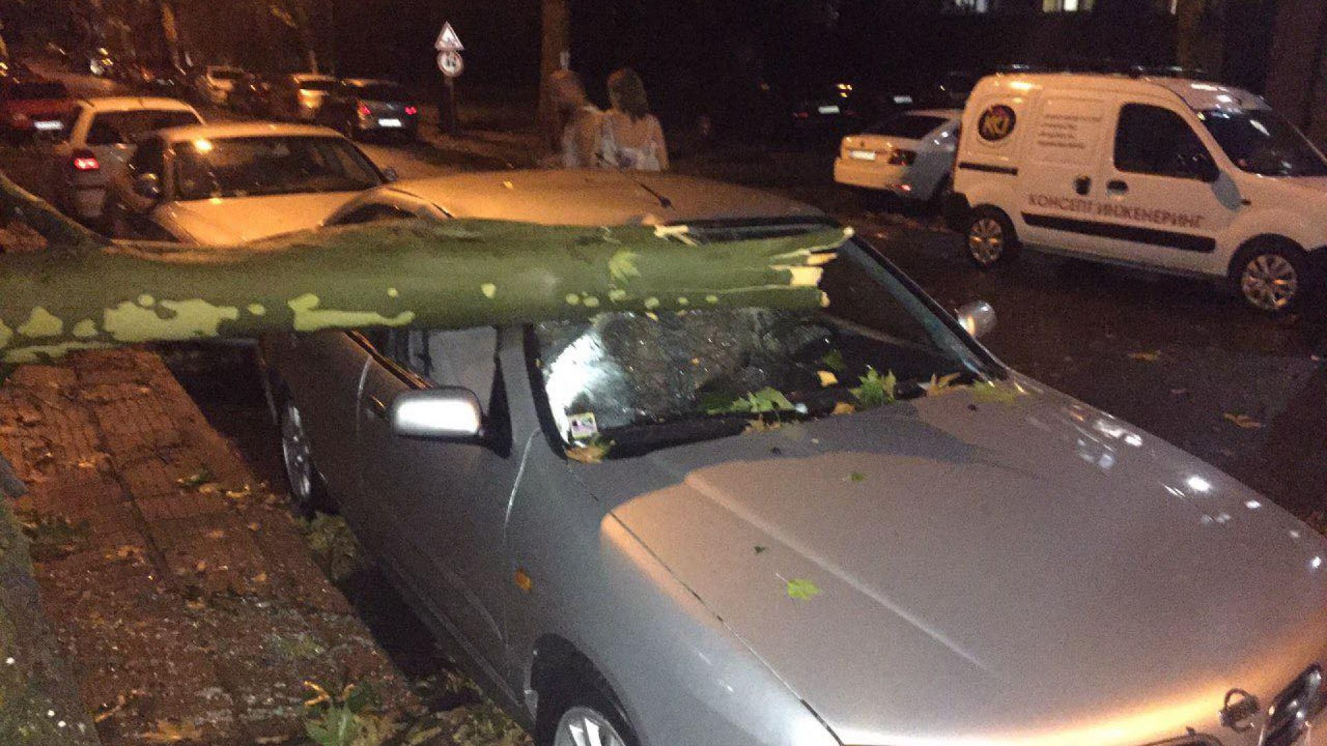 Паднало дърво при снощната буря в Кърджали е паднало върху