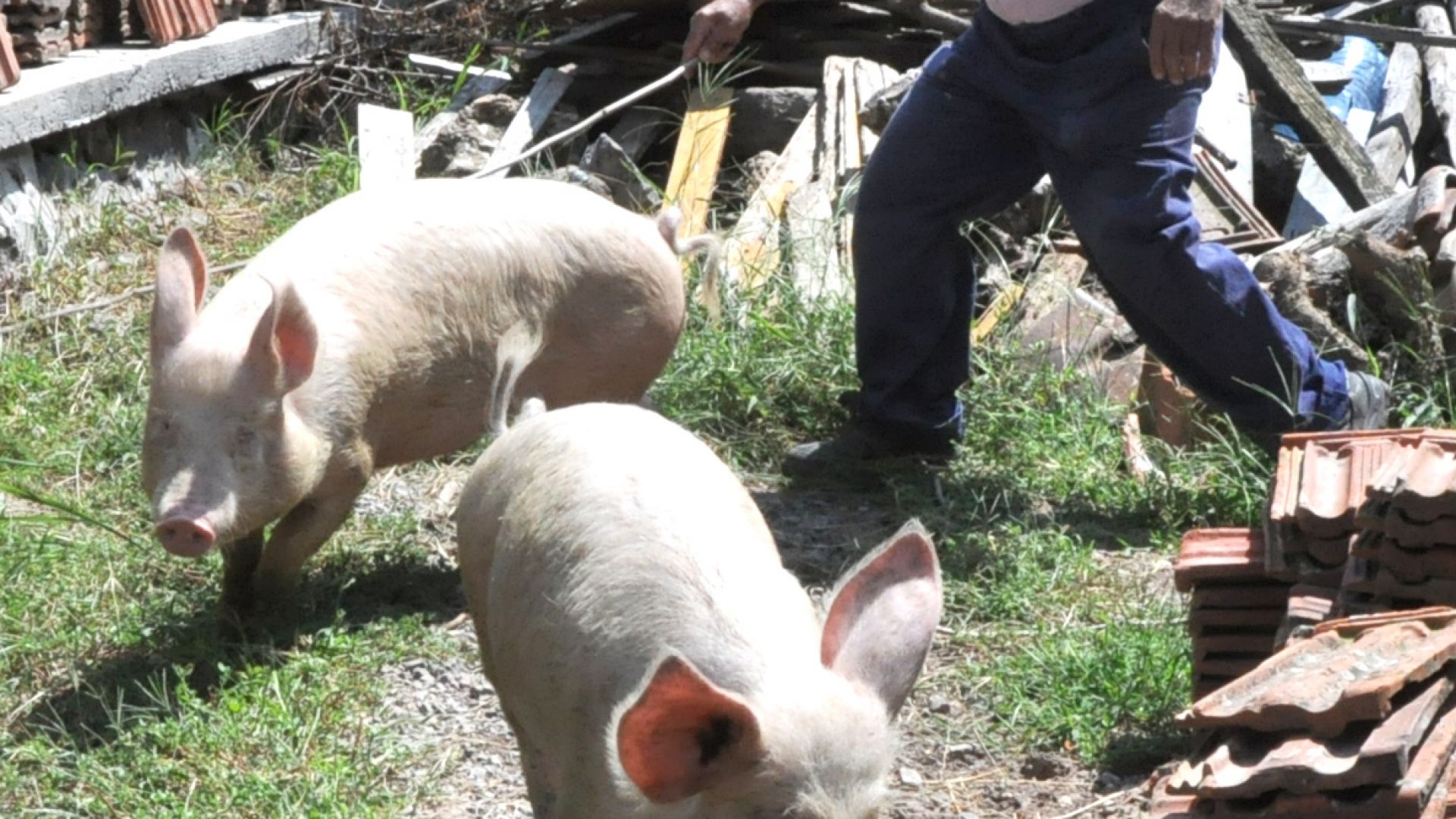 Разпространението на африканска чума по свинете в България което заплашва