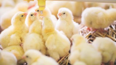 Пилешкото месо е поскъпнало с над 30% за една година