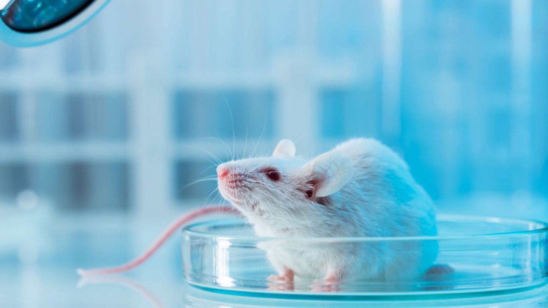 Тестваха успешно лекарство срещу парализа върху мишки