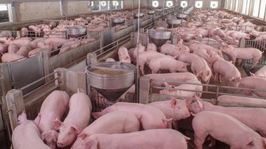 Последствията от АЧС: Свинското в Дупница стигна 15лв/кг