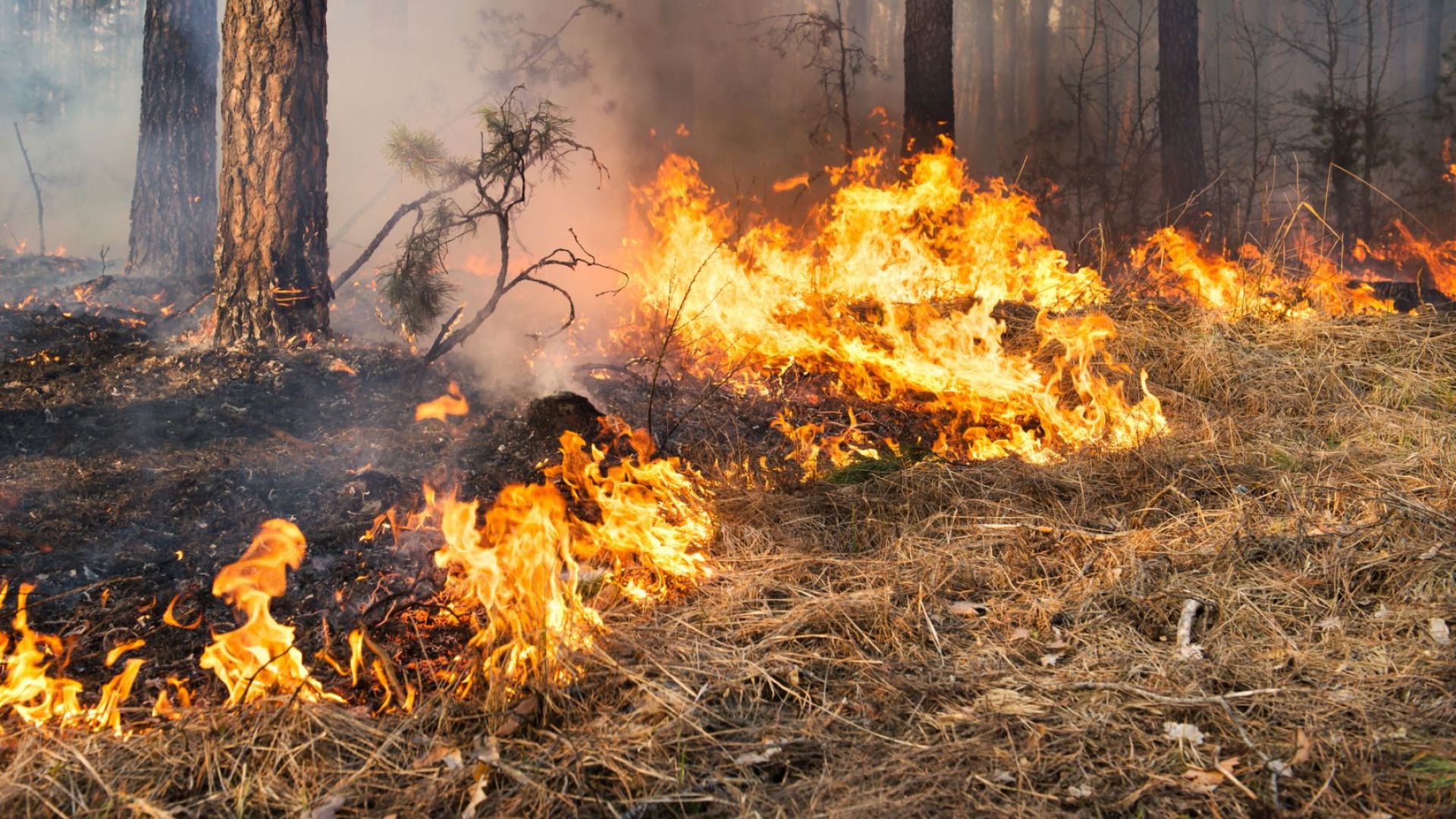 Подновява се гасенето на пожара над Котел който избухна в