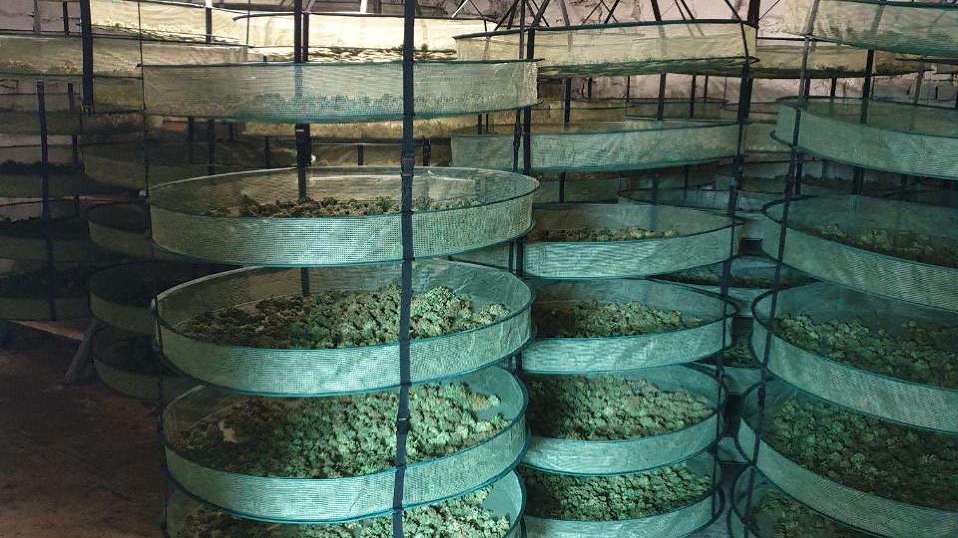 Наркооранжерия оборудвана на най високо технологично ниво бе разкрита при специализирана