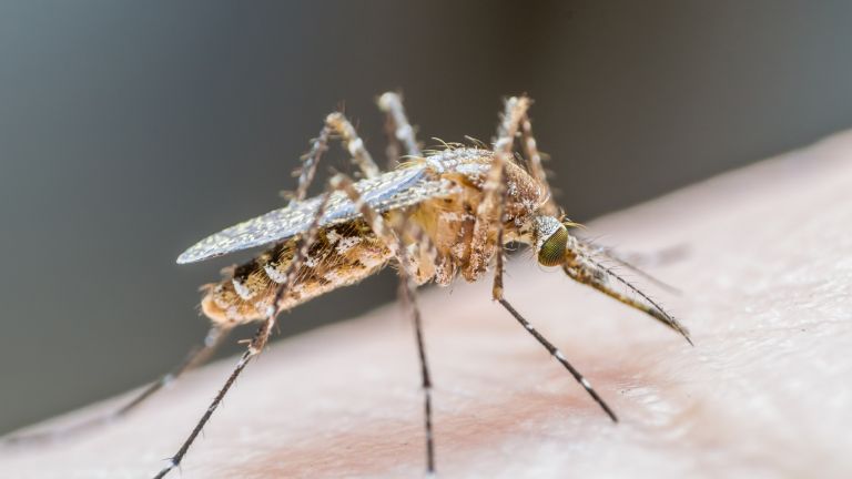 Сибирски учени установиха любимата кръвна група на комарите