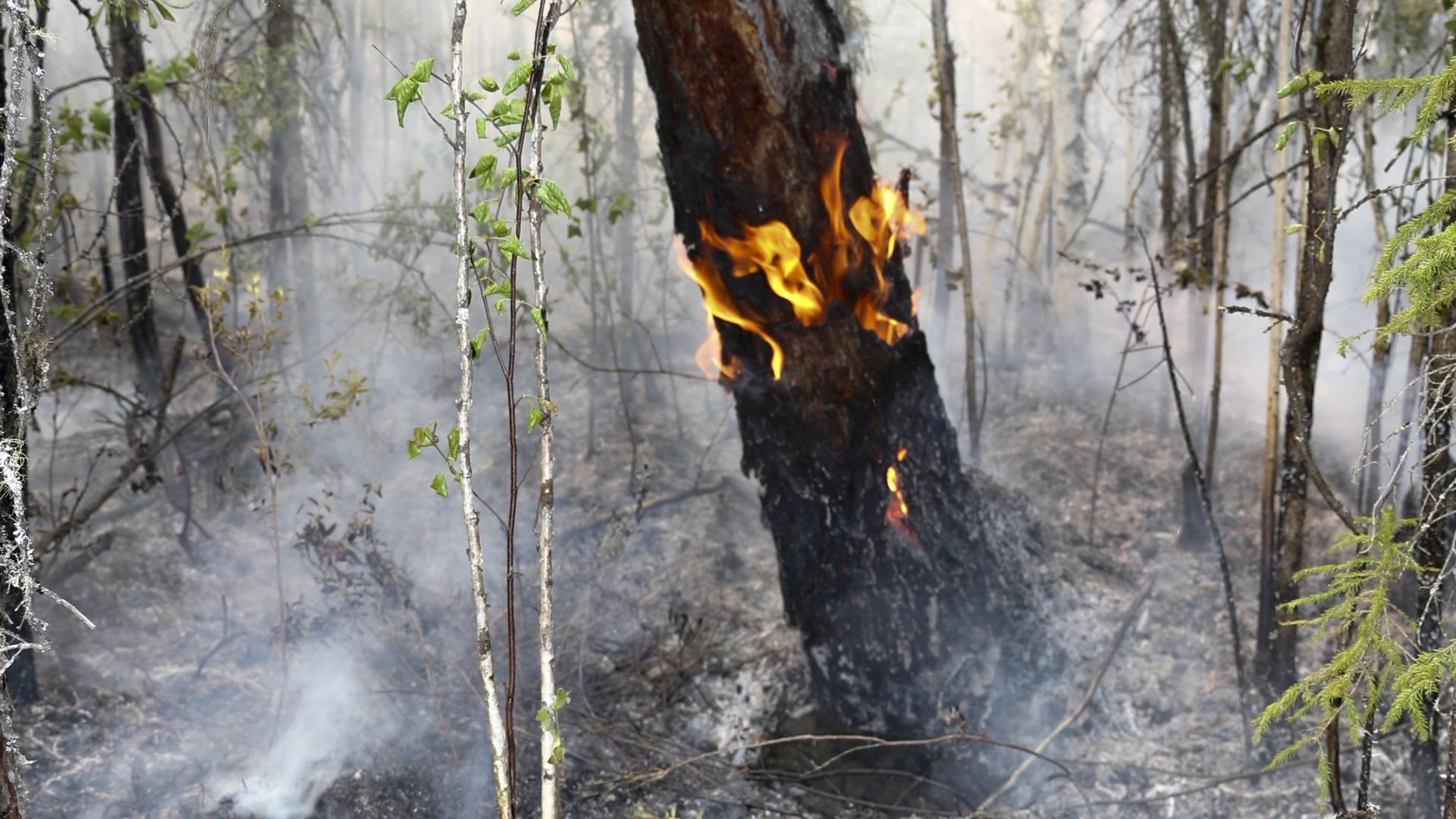 Голям пожар избухна следобед до хасковското село Брягово Огънят се