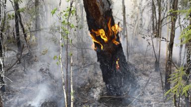Пожар обхвана гора, треви и храсти край три села в Хасковско 