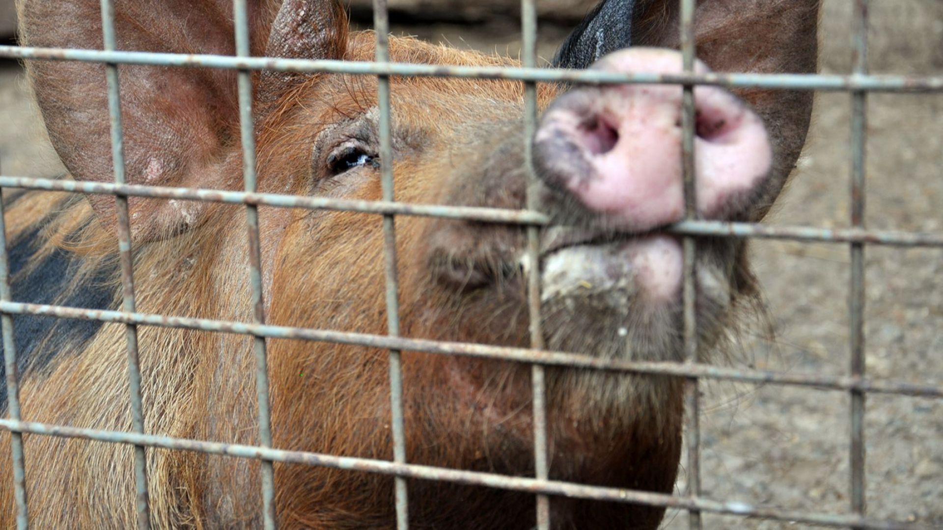 Към момента 126 хиляди прасета в индустриални свинеферми в България