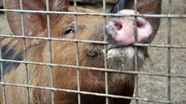 Умъртвяват всички 24 000 прасета от фермата в Никола Козлево 