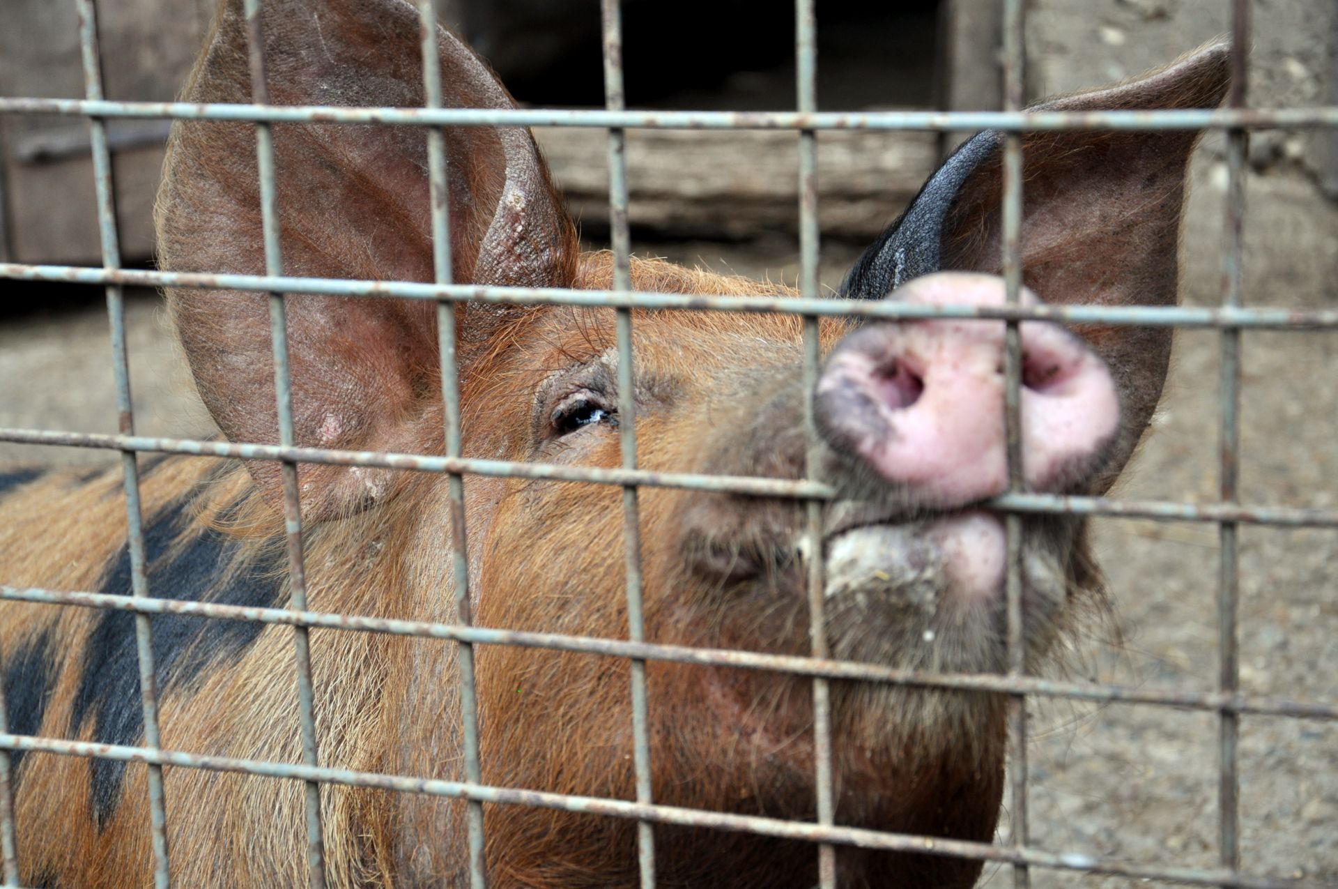 Към момента 126 хиляди прасета в индустриални свинеферми в България подлежат на унищожаване заради огнища на африканска чума