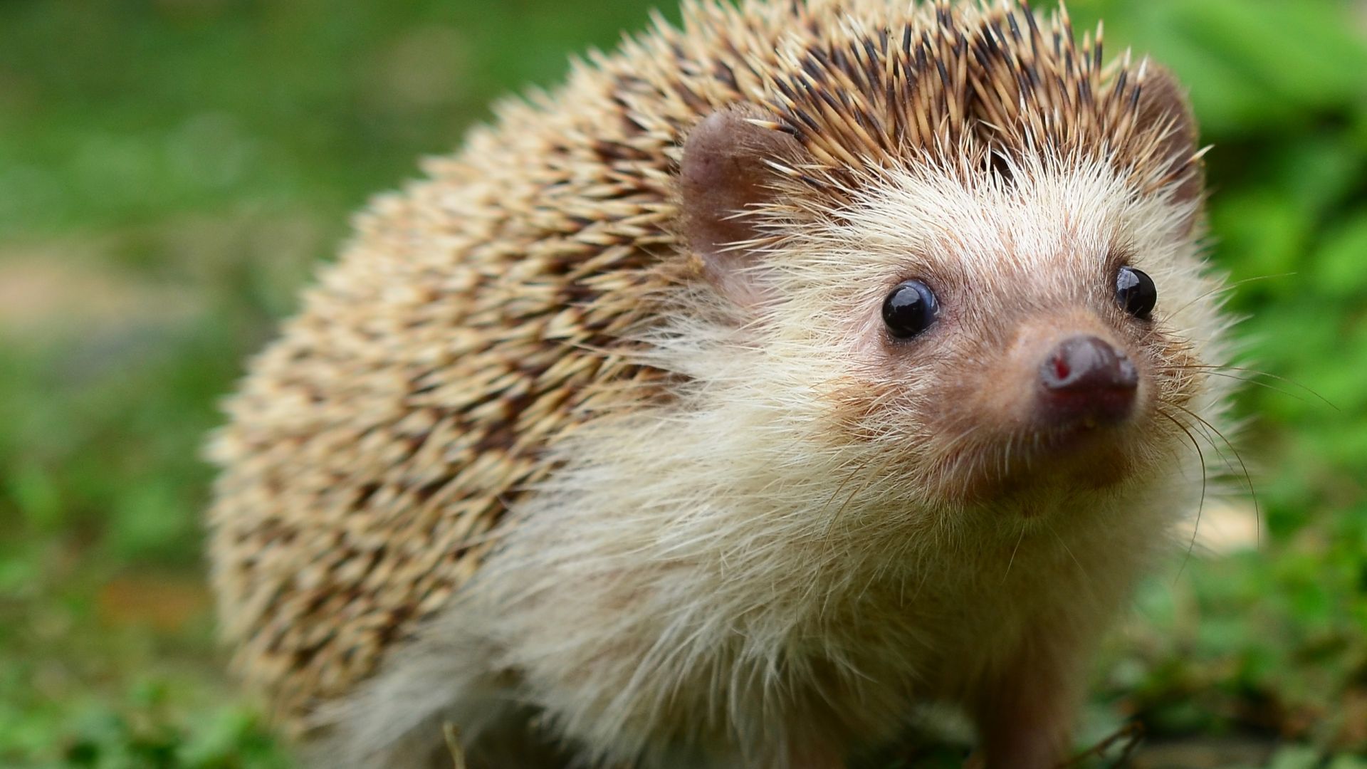 Жителите на баварския град Аугсбург са започнали масово да подават