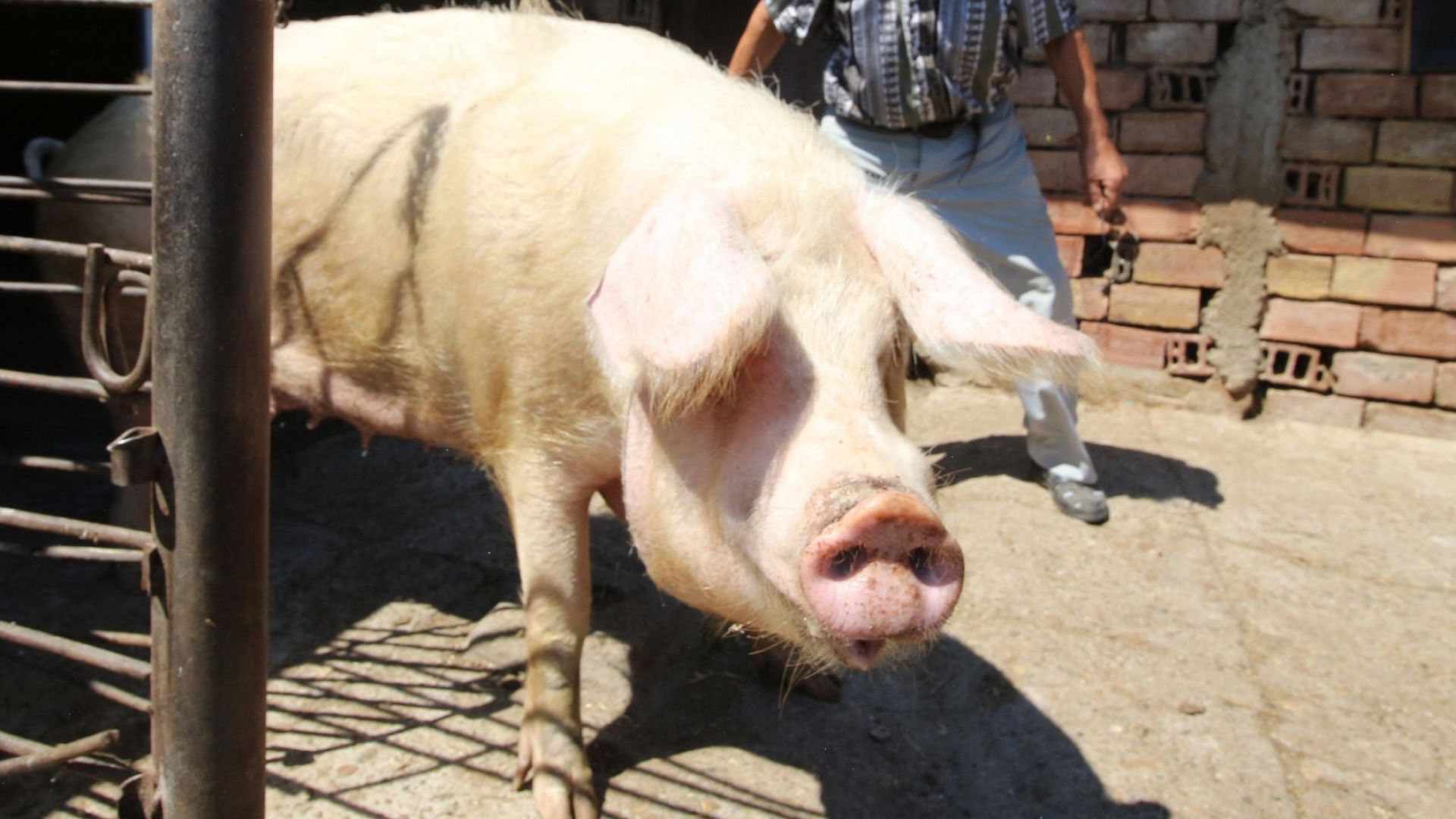 Северна Македония забрани вноса на свинско от Сърбия заради африканска чума