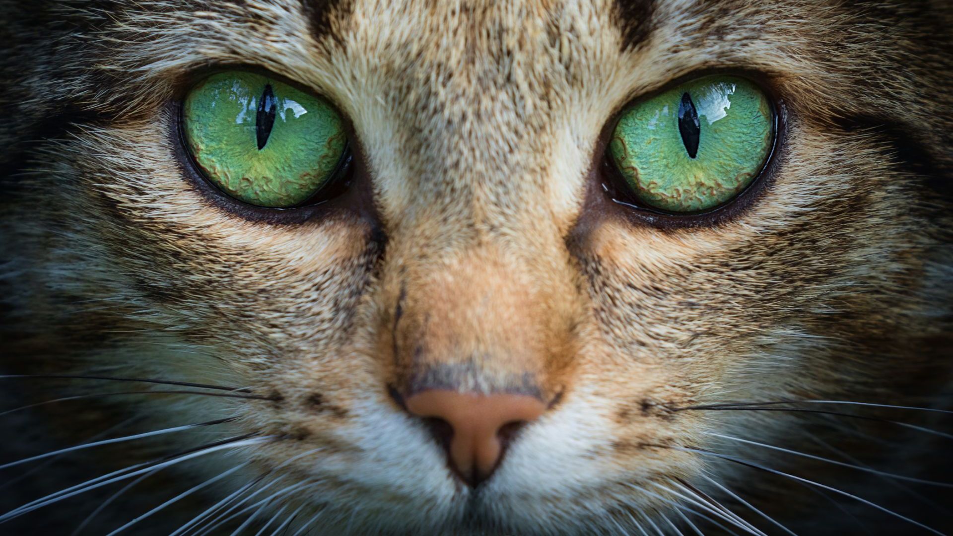 Международeн ден на котката - любопитни факти