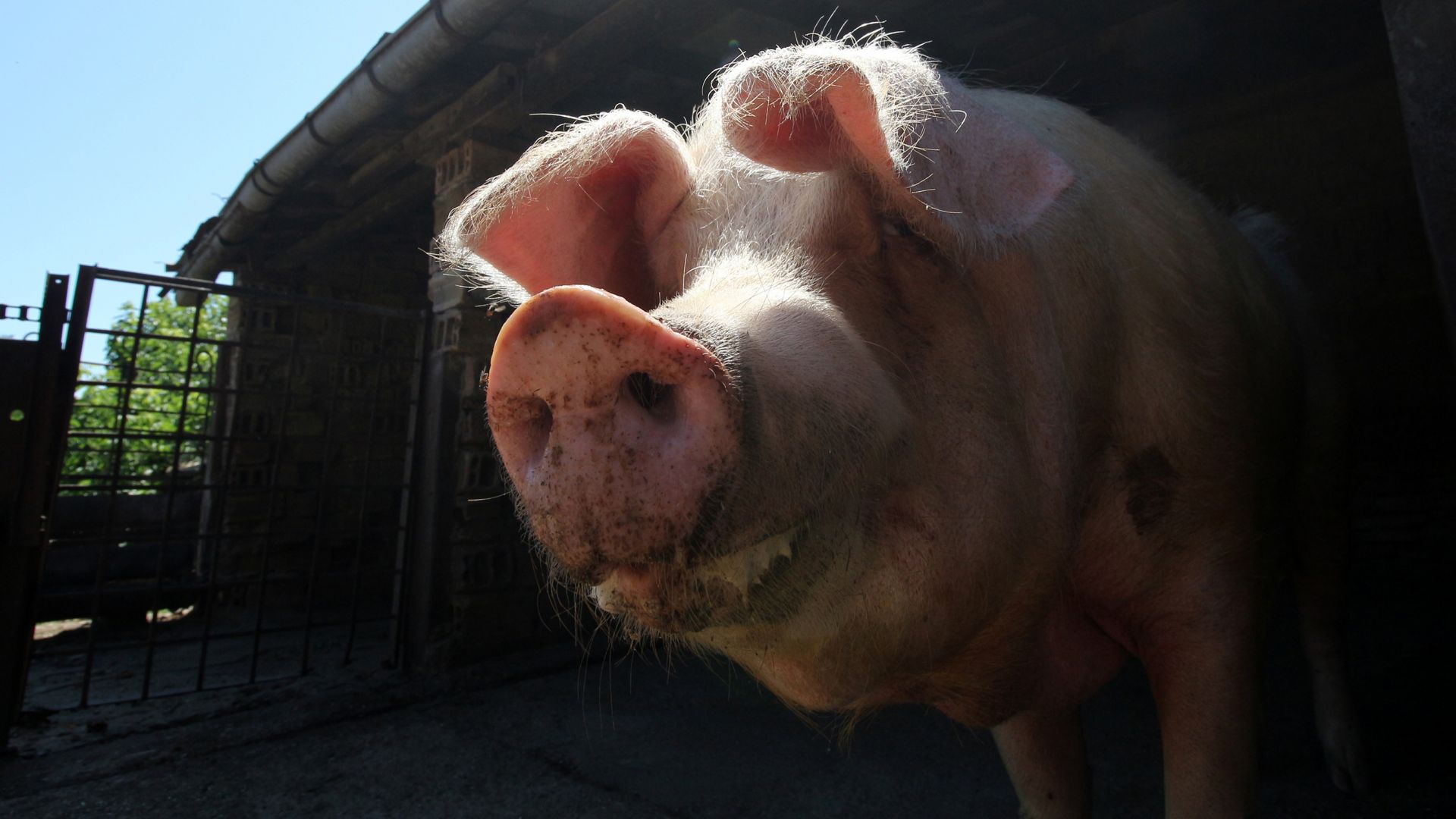 Общо 79 300 прасета са умъртвени по хуманен начин до