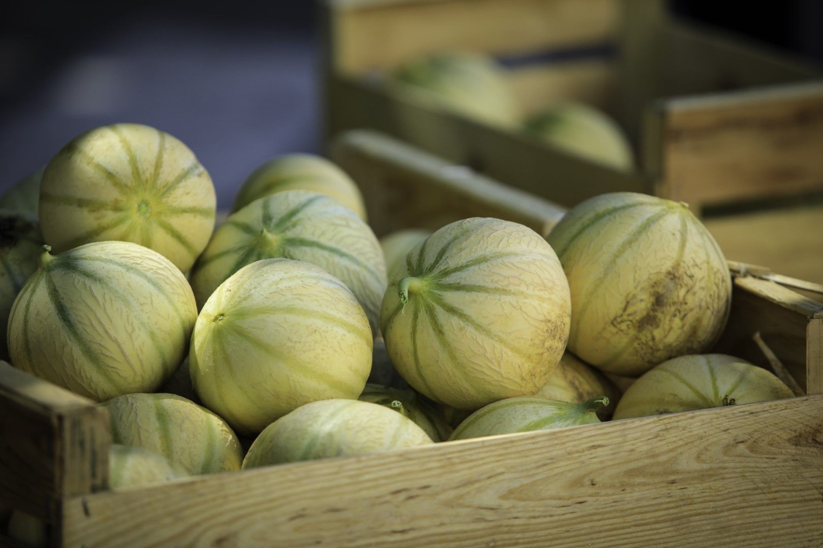 Съществуват десетки сортове пъпеши