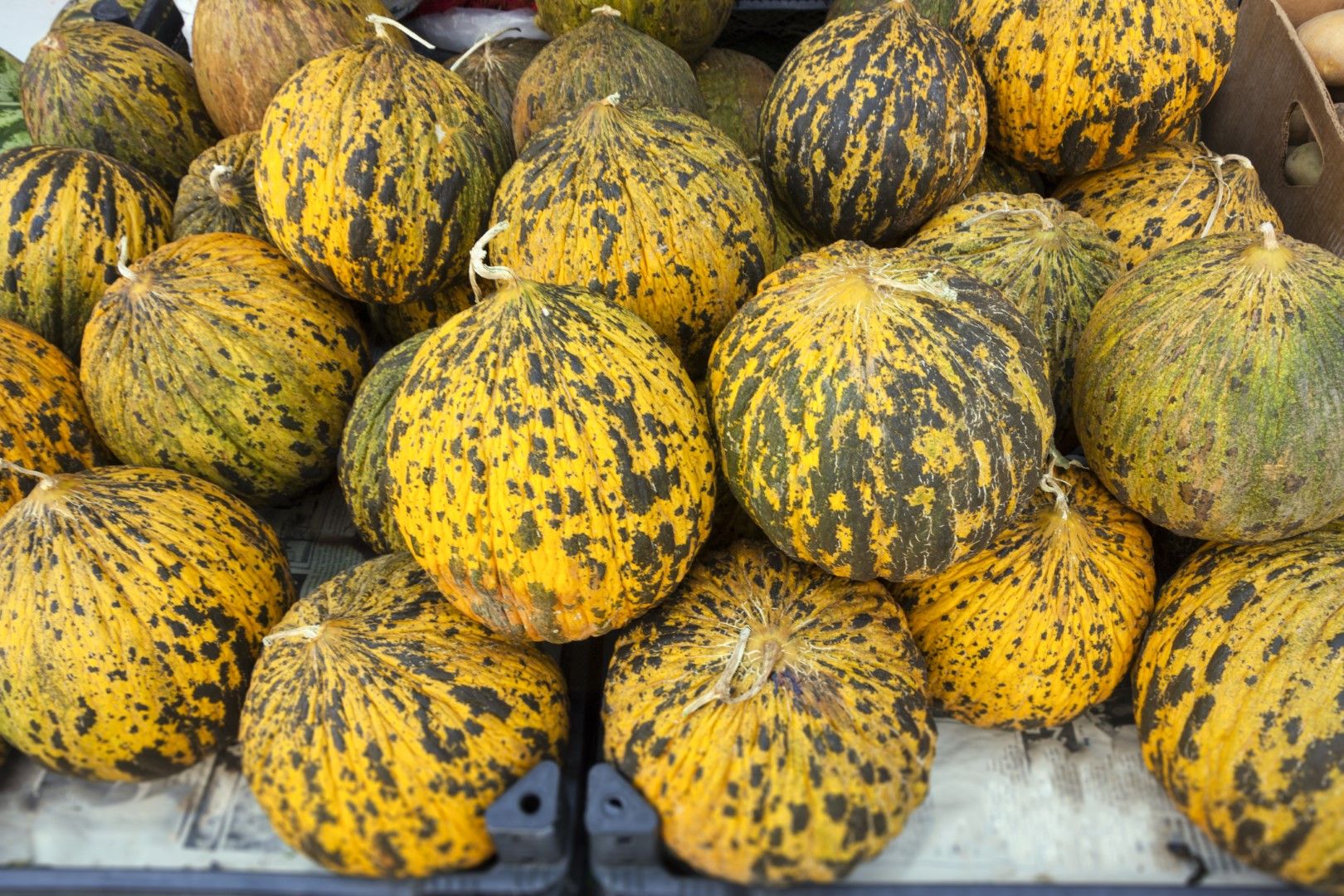 Съществуват десетки сортове пъпеши