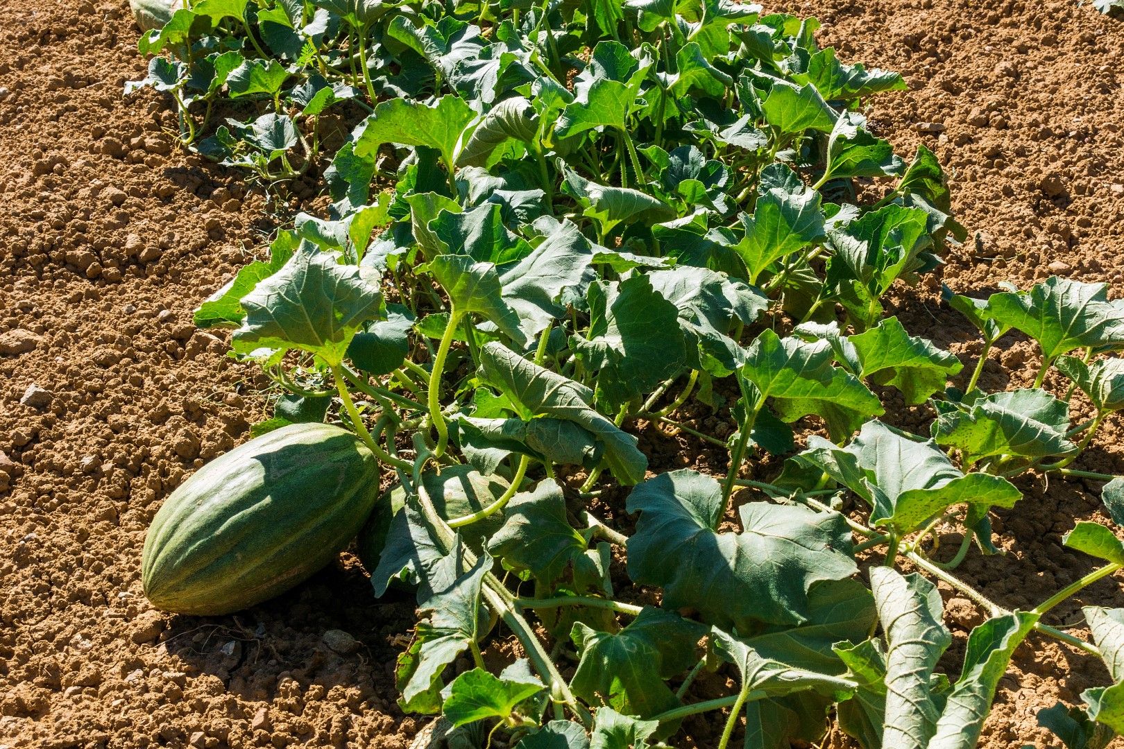 Името "бостан" идва от някои близкоизточни езици, на които има значение, близко до "рай" :)