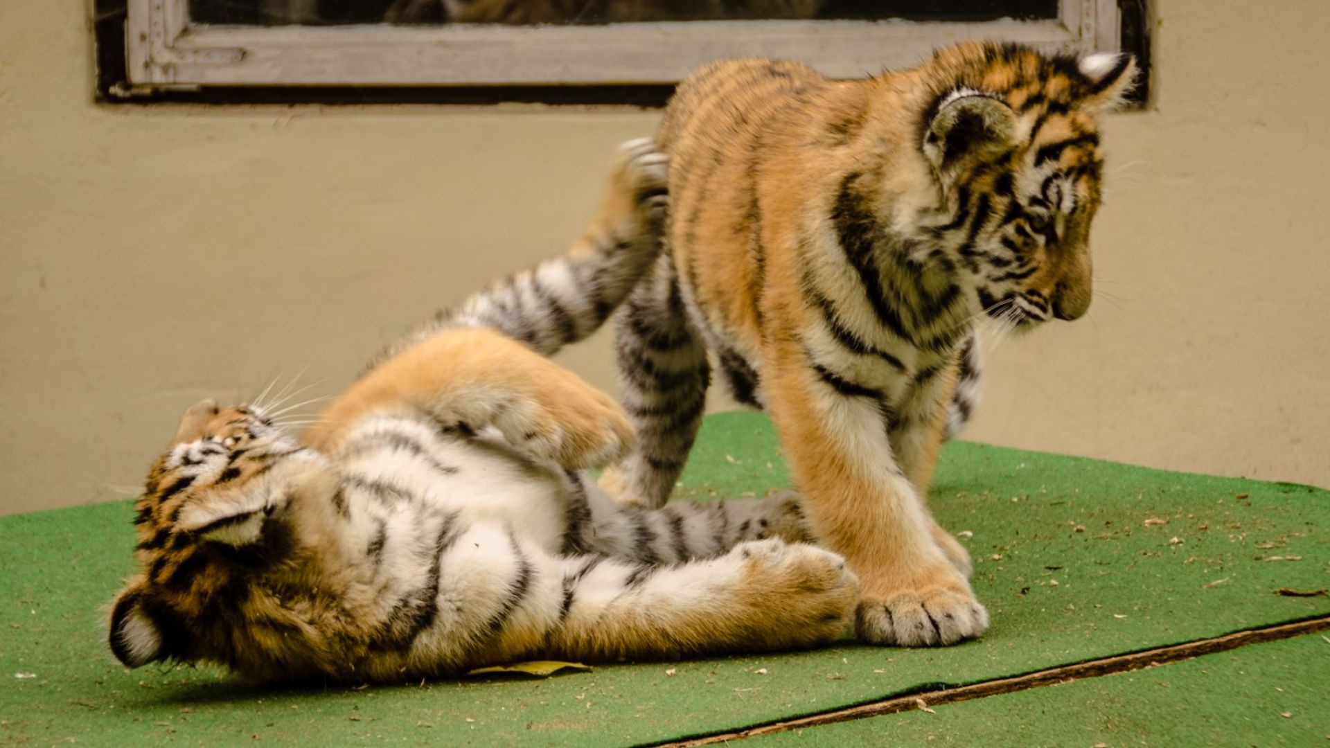 Австрийската полиция съобщи че две бебета тигри са открити във