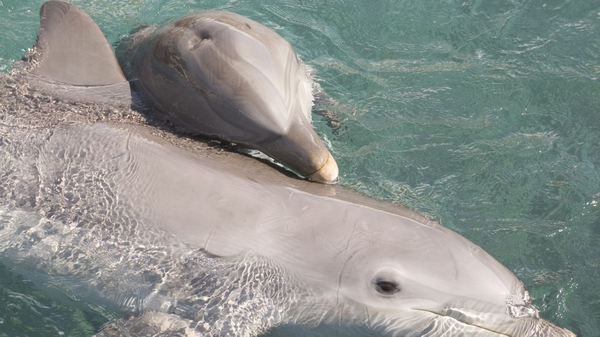 Бебе делфинче почина в делфинариума във Варна Малкото било родено едва