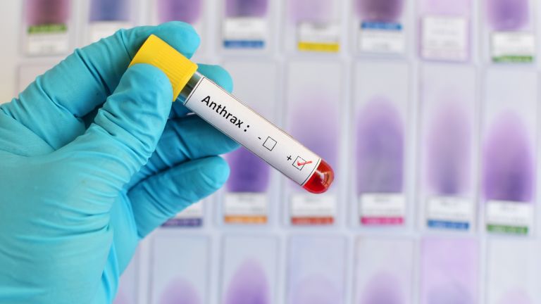 Лекуват превантивно с антибиотици 24 души заради огнище на антракс край Силистра