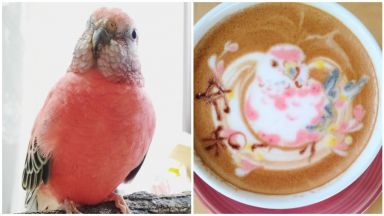 Самоука художничка запали Instagram с Арт Latte на папагали и други птици 
