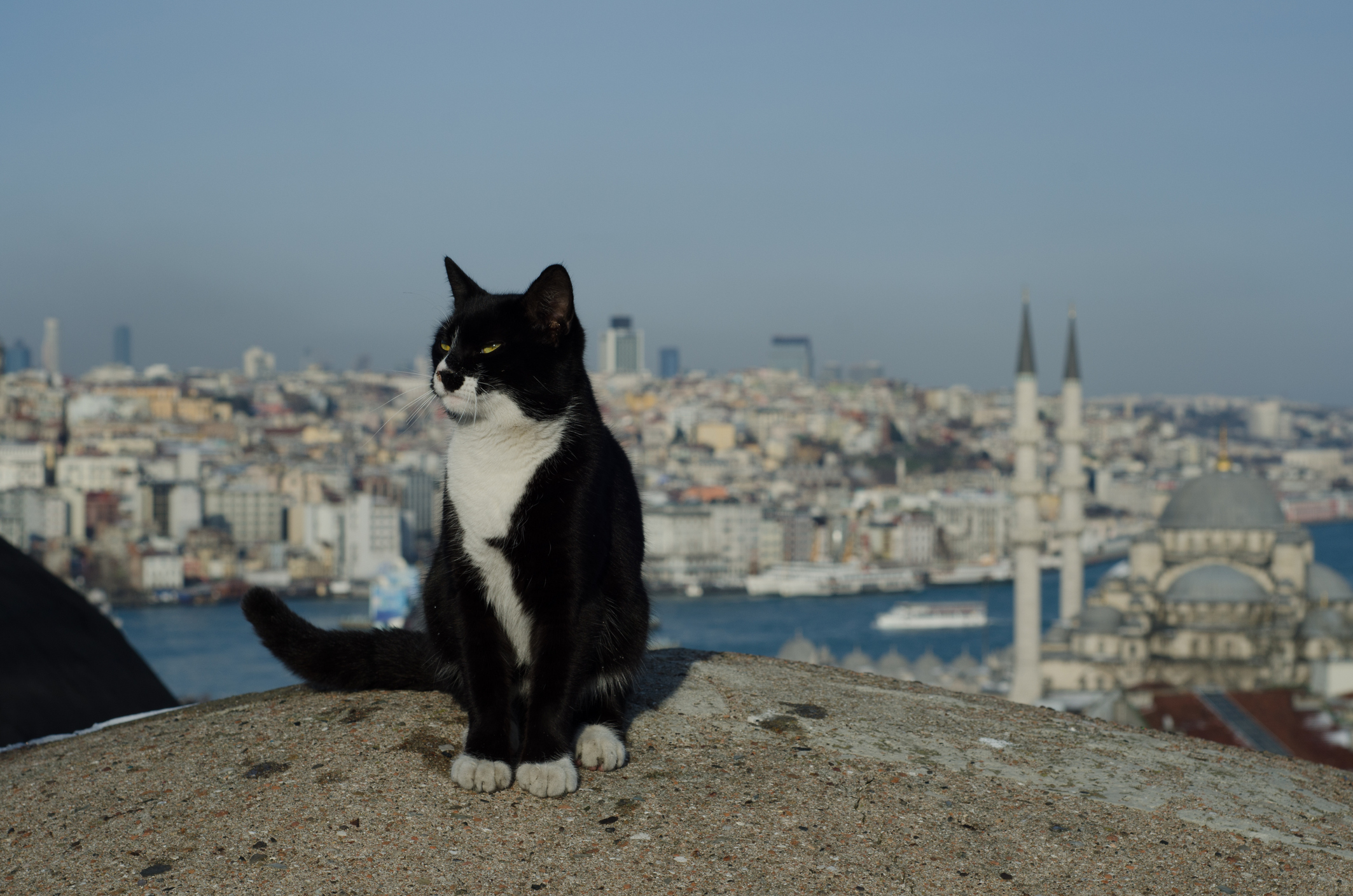 Котките - eдна от визитните картички на Турция